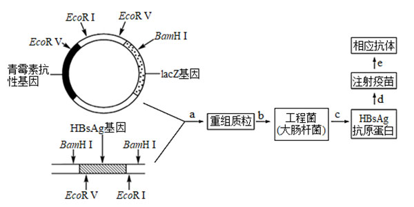 乙肝基因工程疫苗生產(chǎn)和使用過(guò)程 乙肝基因工程疫苗生產(chǎn)和使用過(guò)程